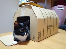 废纸箱做猫窝的方法 硬纸板狗窝手工制作
