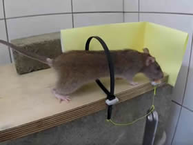 怎么自制捕鼠器的方法 扎带手工制作捉鼠机关