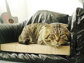 怎么做沙发猫窝图解 废纸箱手工制作漂亮猫窝