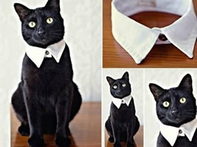 怎么改造旧衬衫做猫咪领子的方法图解