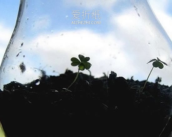 怎么做灯泡花盆的方法 灯泡废物利用制作盆栽- www.aizhezhi.com