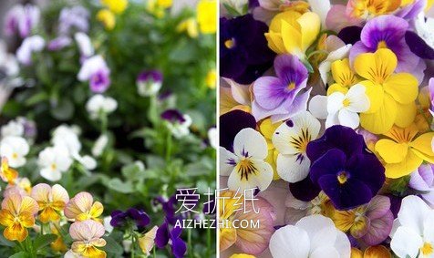 怎么做苹果汁鲜花冰棍 鲜花手工制作冰棍方法- www.aizhezhi.com