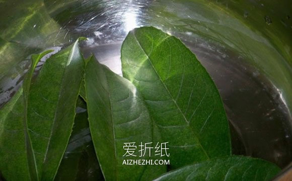 怎么做叶脉书签的方法 叶子手工制作书签图解- www.aizhezhi.com