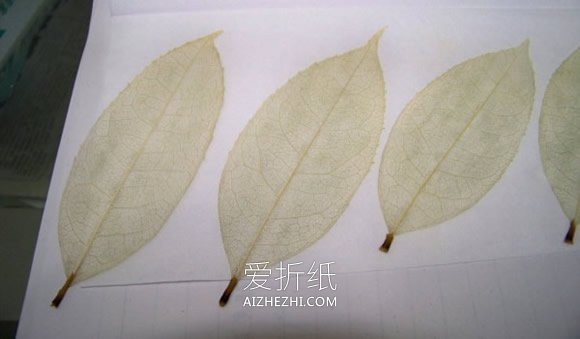 怎么做叶脉书签的方法 叶子手工制作书签图解- www.aizhezhi.com