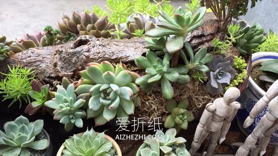 怎么用枯木做多肉花盆的方法- www.aizhezhi.com