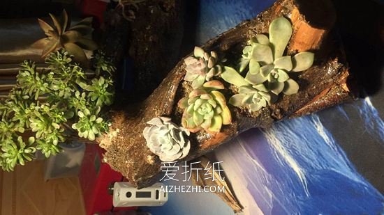 怎么用枯木做多肉花盆的方法- www.aizhezhi.com