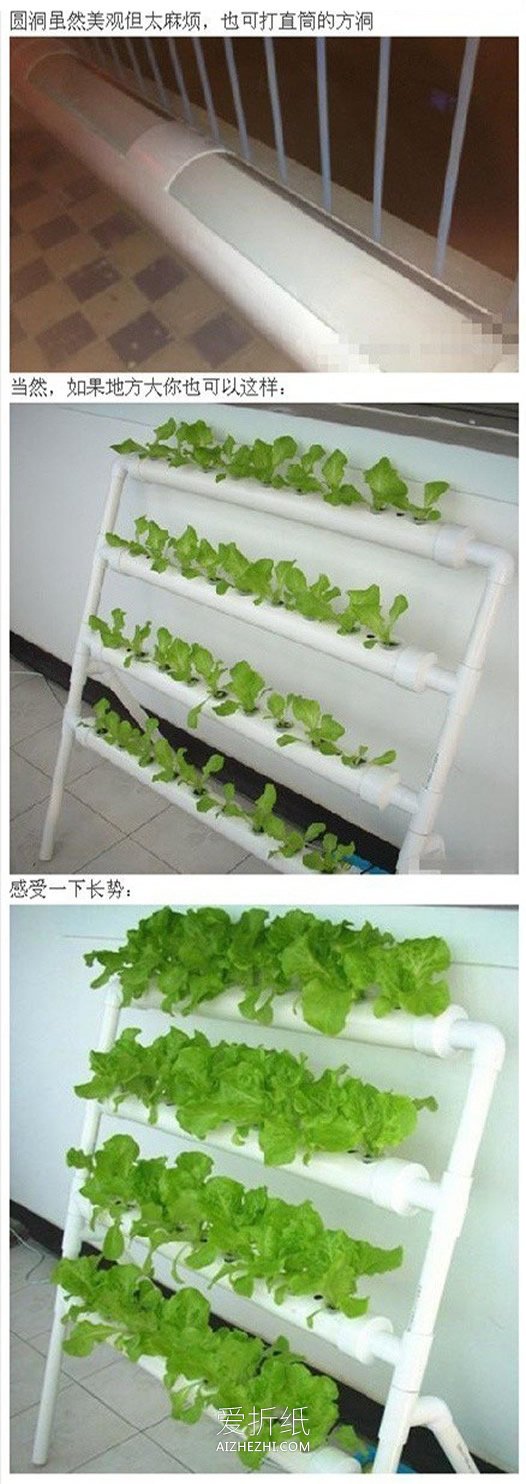 用PVC管在阳台种蔬菜的方法- www.aizhezhi.com