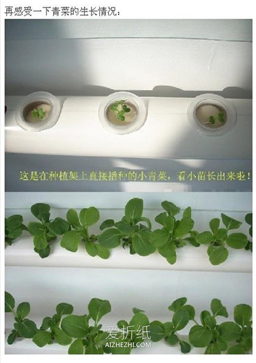 用PVC管在阳台种蔬菜的方法- www.aizhezhi.com