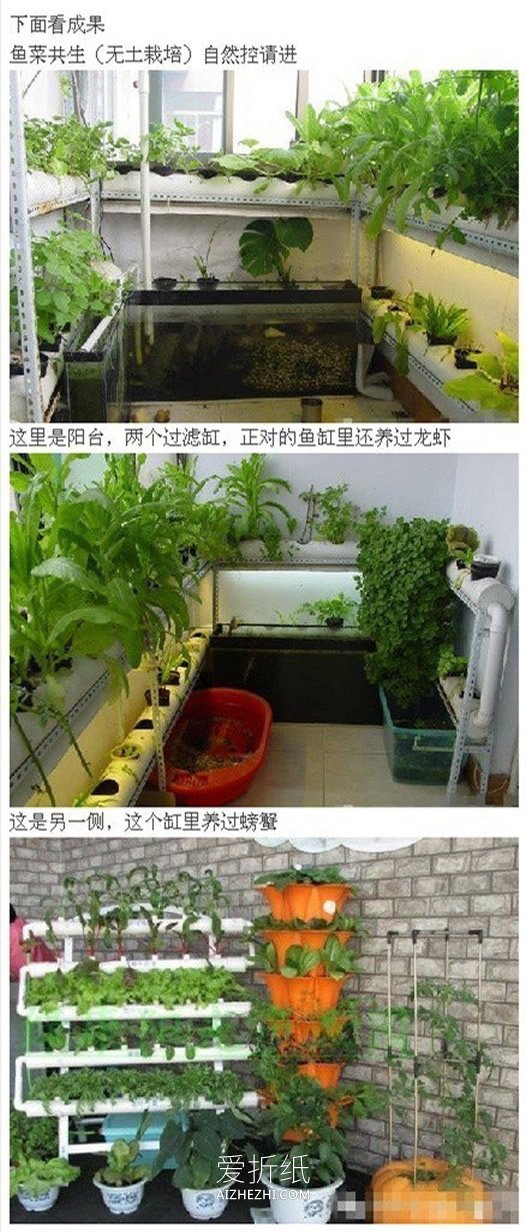 用PVC管在阳台种蔬菜的方法- www.aizhezhi.com