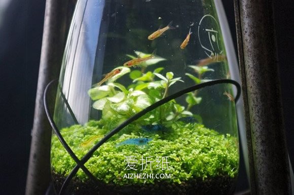 怎么用煤油灯改造水族箱的方法- www.aizhezhi.com