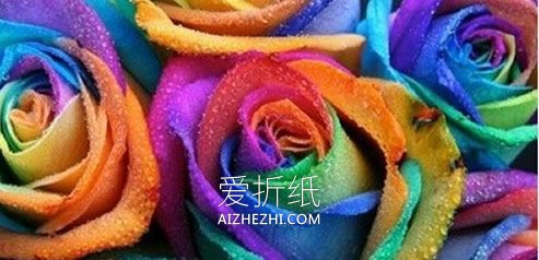 怎么利用虹吸作用做彩虹玫瑰花的方法- www.aizhezhi.com