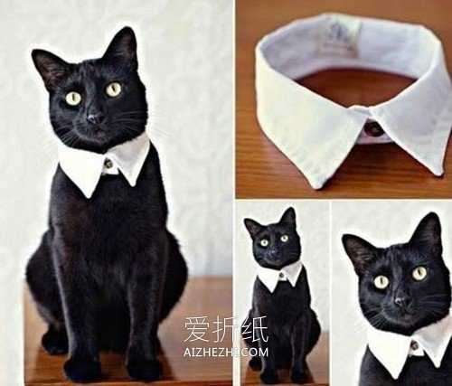怎么改造旧衬衫做猫咪领子的方法图解- www.aizhezhi.com