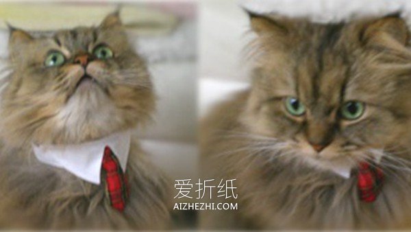 怎么改造旧衬衫做猫咪领子的方法图解- www.aizhezhi.com