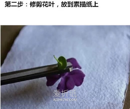 怎么用拓印画做植物图鉴的方法图鉴- www.aizhezhi.com