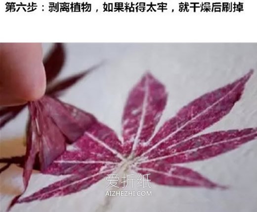 怎么用拓印画做植物图鉴的方法图鉴- www.aizhezhi.com