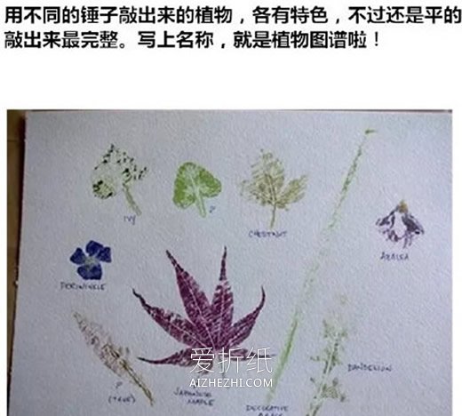 怎么用拓印画做植物图鉴的方法图鉴- www.aizhezhi.com