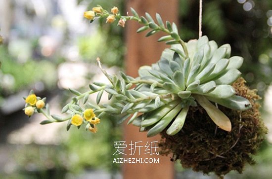 怎么用绳子做空中多肉植物盆栽的方法图解- www.aizhezhi.com