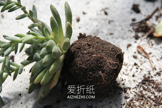 怎么用绳子做空中多肉植物盆栽的方法图解- www.aizhezhi.com