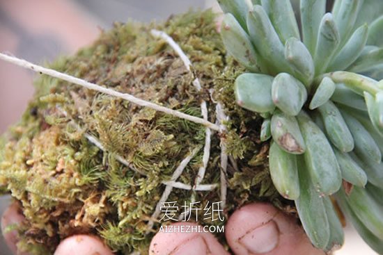 怎么用绳子做空中多肉植物盆栽的方法图解- www.aizhezhi.com