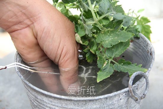 怎么用绳子做空中多肉植物盆栽的方法图解- www.aizhezhi.com