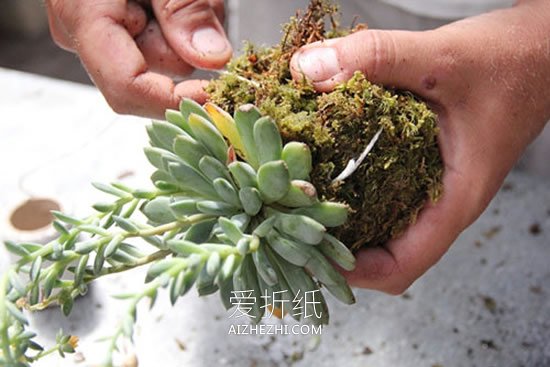 怎么用绳子做空中多肉植物盆栽的方法图解- www.aizhezhi.com