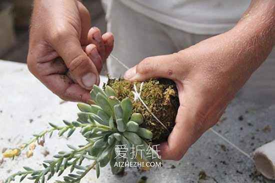 怎么用绳子做空中多肉植物盆栽的方法图解- www.aizhezhi.com