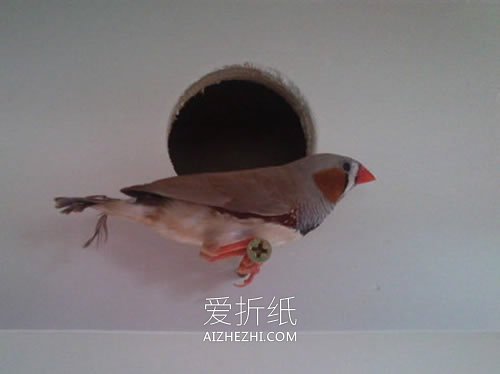 怎么用旧书架改造鸟柜的方法图解- www.aizhezhi.com